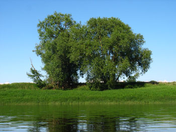 Elbe & Ufer & Baum